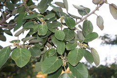 Ficus mollis